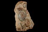 Tall, Jurassic Ammonite (Hammatoceras) Display - France #174931-3